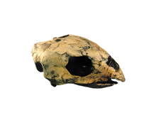 Load image into Gallery viewer, Cretaceous fossil sea turtle skeleton cast replica
