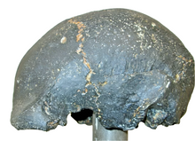 画像をギャラリービューアに読み込む, Homo erectus hominid skull cast replica SM3