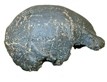 画像をギャラリービューアに読み込む, Homo erectus hominid skull cast replica SM3