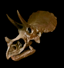 Charger l'image dans la galerie, Triceratops skull cast replica reproduction for sale
