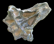Load image into Gallery viewer, Pawpawsaurus Nodosaurid Ankylosaur skull (lacking mandible) Dinosaur Ankylosaurus skull cast replica