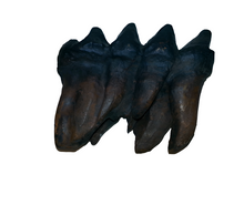 Load image into Gallery viewer, Mastodon tooth cast replica #1 Pleistocene. Ice Age