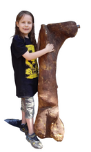 画像をギャラリービューアに読み込む, (Half) T.rex femur cast replica #1 Ivan the T-Rex