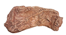 Laden Sie das Bild in den Galerie-Viewer, Oreodont Merycoiodon gracilis Skeleton Cast Replica