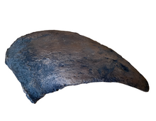 Laden Sie das Bild in den Galerie-Viewer, Camarasaurus claw cast replica #1