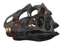 Load image into Gallery viewer, Allosaurus: Juvenile Allosaurus skull cast replica