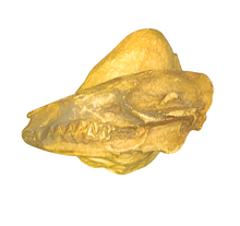 Load image into Gallery viewer, Leptomeryx Skull Cast Replica