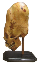 Load image into Gallery viewer, Cinnamon Skull Cast Replica Peruvian Elongated Skull (not an Alien)