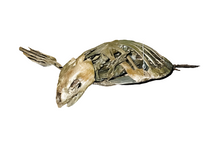 Load image into Gallery viewer, Cretaceous fossil sea turtle skeleton cast replica
