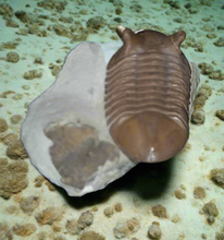 Laden Sie das Bild in den Galerie-Viewer, Trilobite: Asaphus punctatus Trilobite cast replica