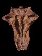 Load image into Gallery viewer, Pawpawsaurus Nodosaurid Ankylosaur skull (lacking mandible) Dinosaur Ankylosaurus skull cast replica
