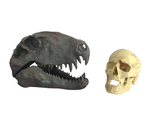 Load image into Gallery viewer, Dimetrodon skull cast replica #1