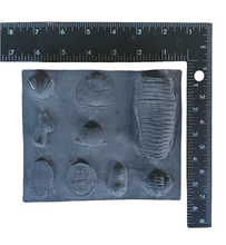 Charger l'image dans la galerie, Ordovician
Periods Fossil Cast Replicas