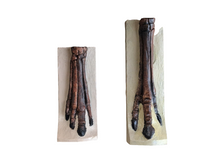 Load image into Gallery viewer, Horse legs and hooves cast replicas (Teaching quality) painted
