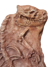 Laden Sie das Bild in den Galerie-Viewer, Oreodont Merycoiodon gracilis Skeleton Cast Replica