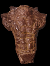 Load image into Gallery viewer, Pawpawsaurus Nodosaurid Ankylosaur skull (lacking mandible) Dinosaur Ankylosaurus skull cast replica