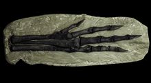 Laden Sie das Bild in den Galerie-Viewer, Chirostenotes Dinosaur Foot Cast Replica