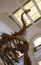 Charger l&#39;image dans la galerie, Bellusaurus Skeleton cast replica dinosaur skull skeleton