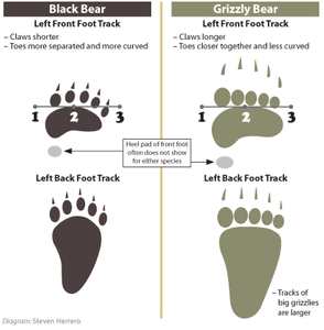 Bear: Adult Black Bear footprint cast replica