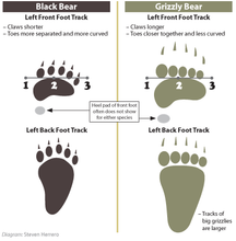 Laden Sie das Bild in den Galerie-Viewer, Bear: Footprint Adult Black Bear Inverse Footprint cast replica