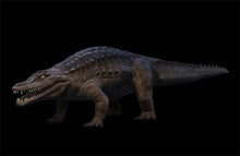 Load image into Gallery viewer, Brachychampsa montana, alligator skull cast replica Latimeria