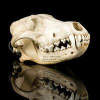 Laden Sie das Bild in den Galerie-Viewer, Wolf Skull Cast Replica TMF wolf skull #2
