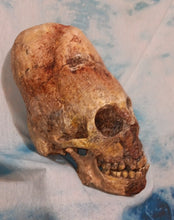 画像をギャラリービューアに読み込む, Cinnamon Skull Cast Replica Peruvian Elongated Skull (not an Alien)