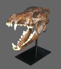 Laden Sie das Bild in den Galerie-Viewer, Dire Wolf Skull cast replica Tarpit finish (item #BC-020T) Skull cast replica reproduction Bone Clones 2024