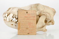 Cargar imagen en el visor de la galería, Wolf Skull Cast Replica TMF wolf skull #2