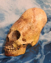 画像をギャラリービューアに読み込む, Cinnamon Skull Cast Replica Peruvian Elongated Skull (not an Alien)