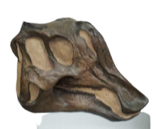 Load image into Gallery viewer, Lambeosaurus Dinosaur Skull Cast Replica Plaster Duckbilled Hadrosaur