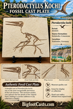 Charger l'image dans la galerie, Pterosaur: Pterodactylus kochi Fossil Cast Plate