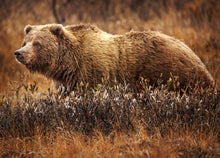 Cargar imagen en el visor de la galería, Bear: Adult Grizzly Bear footprint cast replica Alaska #1