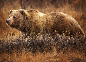 Bear: Adult Grizzly Bear footprint cast replica Alaska #1