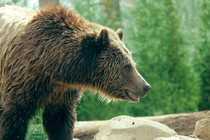 Bear: Adult Grizzly Bear footprint cast replica Alaska #1