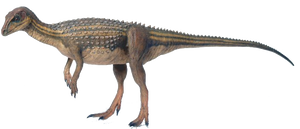 Discounted Heterodontosaurus skeleton cast replica