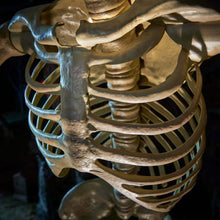 Laden Sie das Bild in den Galerie-Viewer, 12 ft Tall Skeleton Halloween Home Depot 12 foot tall Skeleton