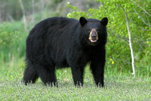 Load image into Gallery viewer, Bear: Adult Black Bear Inverse Footprint cast replica