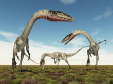 Charger l'image dans la galerie, Coelophysis skull cast replica #3