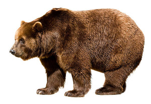 Brown Bear (Alaska) Ursus Arctos Footprint Cast Replica Footprint Track Knight