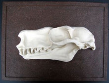 Laden Sie das Bild in den Galerie-Viewer, Choeronycteris mexicana, Mexican long-tougned bat skull profile cast replica
