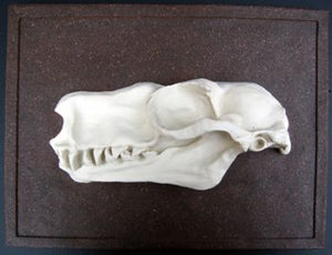 Choeronycteris mexicana, Mexican long-tougned bat skull profile cast replica