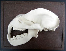 Charger l&#39;image dans la galerie, Hipposideras commersoni, Commerson&#39;s leaf-nosed bat skull profile  cast replica