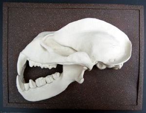 Hipposideras commersoni, Commerson's leaf-nosed bat skull profile  cast replica