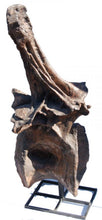 画像をギャラリービューアに読み込む, Ultrasaurus Dorsal Vertebra cast replica (item #M18)