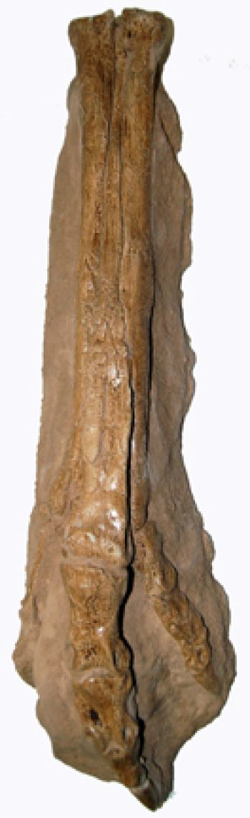 Ornithomimus Dinosaur Foot Cast Replica