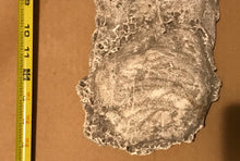 Load image into Gallery viewer, 1990 Bigfoot Mount Rainier Mt. Rainier Track Cast footprint replica