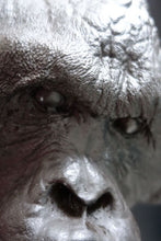 Laden Sie das Bild in den Galerie-Viewer, Male Orangutan Head (Life Cast) Bone Clones
