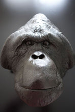 Laden Sie das Bild in den Galerie-Viewer, Male Orangutan Head (Life Cast) Bone Clones