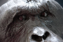 Laden Sie das Bild in den Galerie-Viewer, Male Orangutan Head (Life Cast) Bone Clones